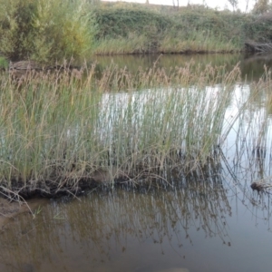 Schoenoplectus tabernaemontani at Paddys River, ACT - 18 Mar 2015 07:24 PM