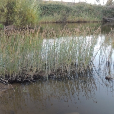 Schoenoplectus tabernaemontani (River Club-rush) at Paddys River, ACT - 18 Mar 2015 by MichaelBedingfield