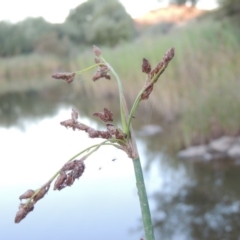 Schoenoplectus tabernaemontani at Paddys River, ACT - 18 Mar 2015