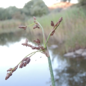 Schoenoplectus tabernaemontani at Paddys River, ACT - 18 Mar 2015 07:24 PM