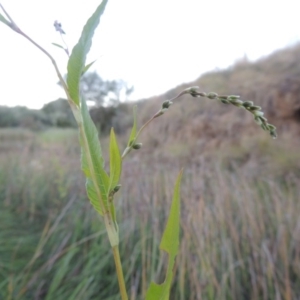 Persicaria hydropiper at Paddys River, ACT - 18 Mar 2015