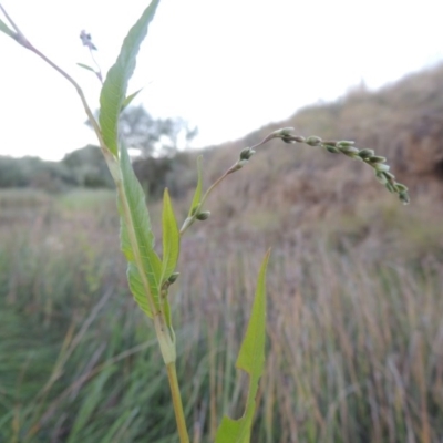 Persicaria hydropiper (Water Pepper) at Point Hut to Tharwa - 18 Mar 2015 by michaelb