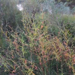 Persicaria hydropiper at Paddys River, ACT - 18 Mar 2015 07:29 PM