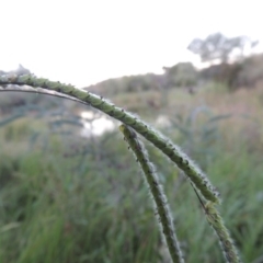 Paspalum dilatatum (Paspalum) at Point Hut to Tharwa - 18 Mar 2015 by michaelb