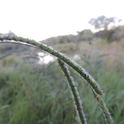 Paspalum dilatatum (Paspalum) at Point Hut to Tharwa - 18 Mar 2015 by michaelb