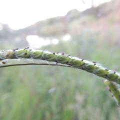 Paspalum dilatatum at Paddys River, ACT - 18 Mar 2015 07:31 PM