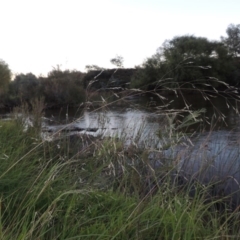 Lachnagrostis filiformis (Blown Grass) at Paddys River, ACT - 18 Mar 2015 by MichaelBedingfield