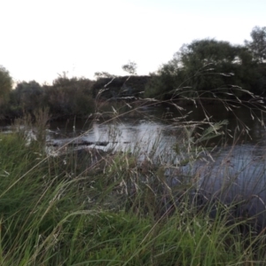 Lachnagrostis filiformis at Paddys River, ACT - 18 Mar 2015