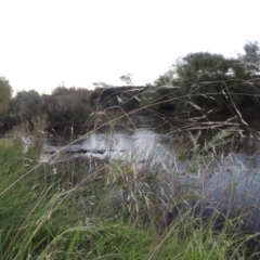 Lachnagrostis filiformis at Paddys River, ACT - 18 Mar 2015