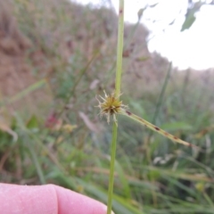 Cyperus sphaeroideus (Scented Sedge) at Paddys River, ACT - 18 Mar 2015 by michaelb