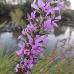 Lythrum salicaria (Purple Loosestrife) at Paddys River, ACT - 18 Mar 2015 by michaelb