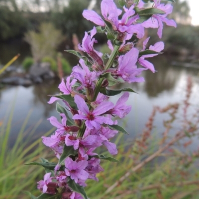 Lythrum salicaria (Purple Loosestrife) at Paddys River, ACT - 18 Mar 2015 by michaelb