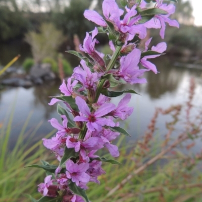 Lythrum salicaria (Purple Loosestrife) at Paddys River, ACT - 18 Mar 2015 by MichaelBedingfield