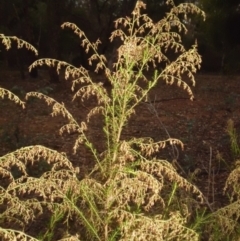 Cassinia sifton (Sifton Bush, Chinese Shrub) at Majura, ACT - 22 Mar 2015 by SilkeSma