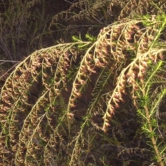 Cassinia sifton at Majura, ACT - 22 Mar 2015