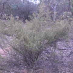 Cassinia sifton at Majura, ACT - 22 Mar 2015