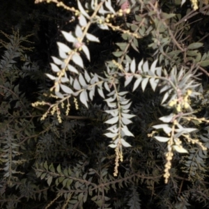 Acacia vestita at Campbell, ACT - 22 Mar 2015 08:19 AM