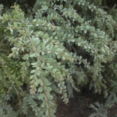 Acacia vestita (Hairy Wattle) at Majura, ACT - 21 Mar 2015 by SilkeSma