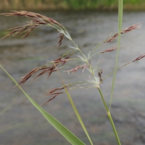 Phragmites australis at Paddys River, ACT - 23 Mar 2015 06:54 PM