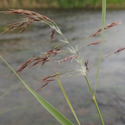 Phragmites australis (Common Reed) at Paddys River, ACT - 23 Mar 2015 by MichaelBedingfield