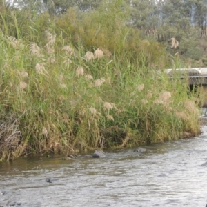 Phragmites australis at Paddys River, ACT - 23 Mar 2015