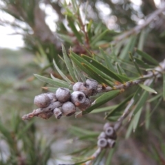 Callistemon sieberi (River Bottlebrush) at Point Hut to Tharwa - 23 Mar 2015 by michaelb