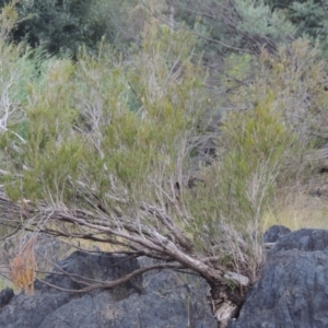 Callistemon sieberi at Paddys River, ACT - 23 Mar 2015 07:23 PM