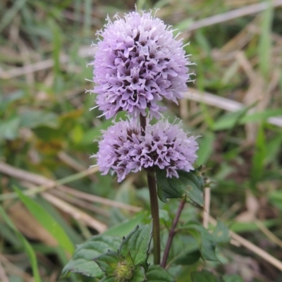 Mentha x piperita (Peppermint) at Paddys River, ACT - 23 Mar 2015 by michaelb