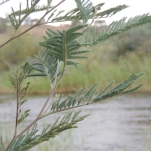 Acacia dealbata at Paddys River, ACT - 23 Mar 2015 07:05 PM