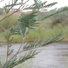 Acacia dealbata (Silver Wattle) at Paddys River, ACT - 23 Mar 2015 by michaelb
