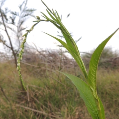 Persicaria hydropiper (Water Pepper) at Point Hut to Tharwa - 23 Mar 2015 by michaelb