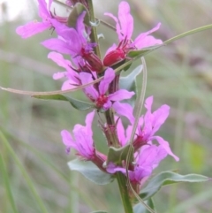 Lythrum salicaria (Purple Loosestrife) at Point Hut to Tharwa - 23 Mar 2015 by michaelb