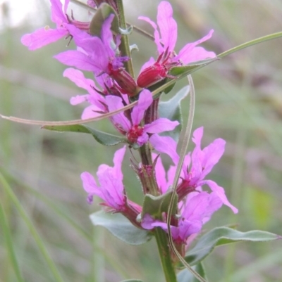 Lythrum salicaria (Purple Loosestrife) at Paddys River, ACT - 23 Mar 2015 by michaelb