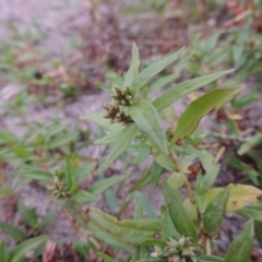 Persicaria prostrata (Creeping Knotweed) at Point Hut to Tharwa - 23 Mar 2015 by michaelb
