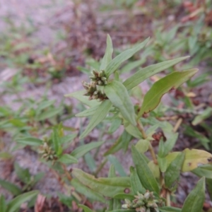 Persicaria prostrata at Paddys River, ACT - 23 Mar 2015