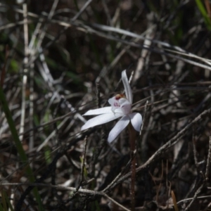 Caladenia fuscata at Yass River, NSW - suppressed