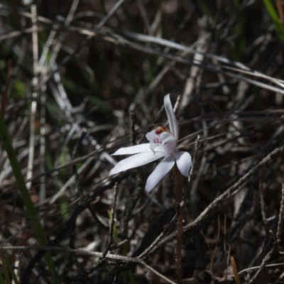 Caladenia fuscata (Dusky Fingers) at Yass River, NSW - 13 Sep 2018 by SallyandPeter
