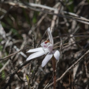 Caladenia fuscata at Yass River, NSW - suppressed