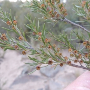 Kunzea ericoides at Paddys River, ACT - 23 Mar 2015