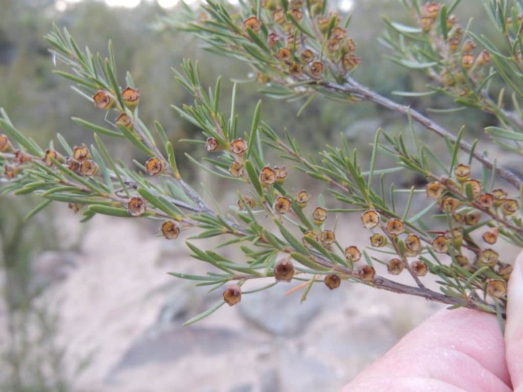 Kunzea ericoides at Paddys River, ACT - 23 Mar 2015