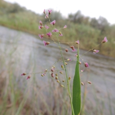 Isachne globosa (Swamp Millet) at Point Hut to Tharwa - 23 Mar 2015 by michaelb