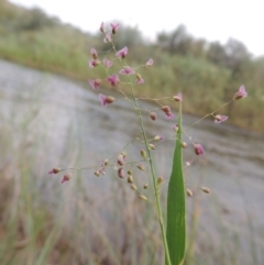 Isachne globosa (Swamp millet) at Paddys River, ACT - 23 Mar 2015 by michaelb