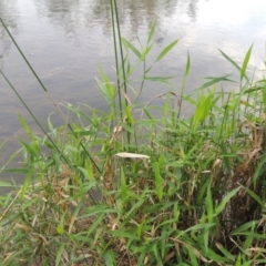 Isachne globosa at Paddys River, ACT - 23 Mar 2015