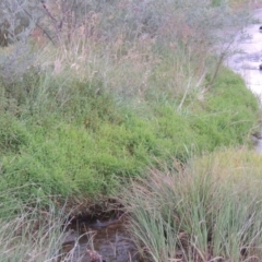 Isachne globosa at Paddys River, ACT - 23 Mar 2015 06:59 PM