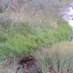Isachne globosa at Paddys River, ACT - 23 Mar 2015