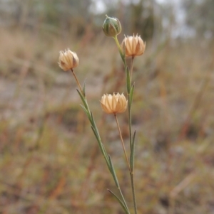 Linum marginale at Conder, ACT - 21 Mar 2015