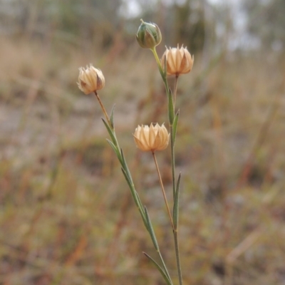 Linum marginale (Native Flax) at Conder, ACT - 21 Mar 2015 by MichaelBedingfield