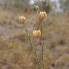 Linum marginale (Native Flax) at Conder, ACT - 21 Mar 2015 by michaelb