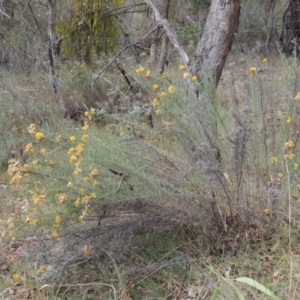 Chrysocephalum semipapposum at Conder, ACT - 21 Mar 2015 05:44 PM