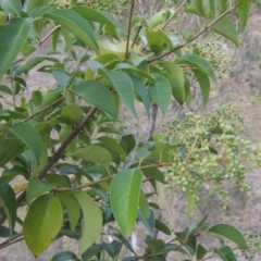 Ligustrum lucidum (Large-leaved Privet) at Conder, ACT - 21 Mar 2015 by MichaelBedingfield